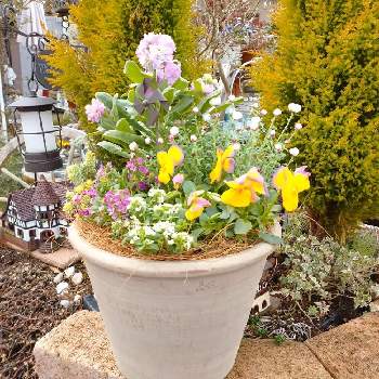 可愛いお庭の投稿画像一覧 Greensnap グリーンスナップ