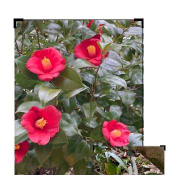 赤いツバキの花の画像 by manabeさん | お出かけ先とヤブツバキと薮椿(ヤブツバキ)とツバキ科と赤いツバキの花と赤い花と椿 ツバキと服部緑地都市緑化植物園