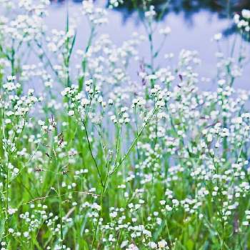 思い出picの画像 by otoさん | お出かけ先とハルジオンと野草好きと思い出picと水景と陽の光を浴びてと可愛い白い花と春色