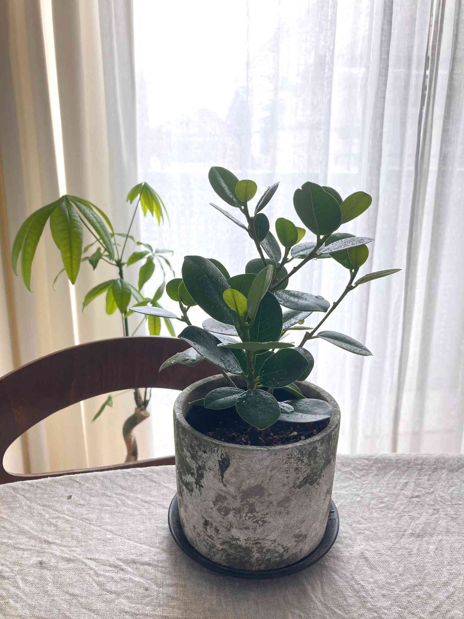 パンダガジュマル成長記録🐼｜🍀GreenSnap（グリーンスナップ）