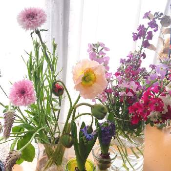 キンセンカの花の投稿画像一覧 Greensnap グリーンスナップ