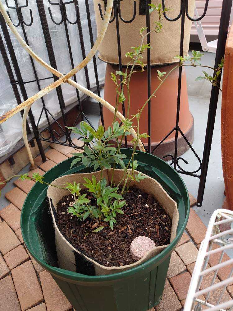 モッコウバラ苗 黃と白 Greensnap グリーンスナップ