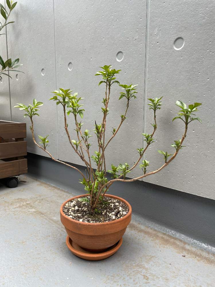 6月30日のお花はエルダーフラワー Greensnap グリーンスナップ