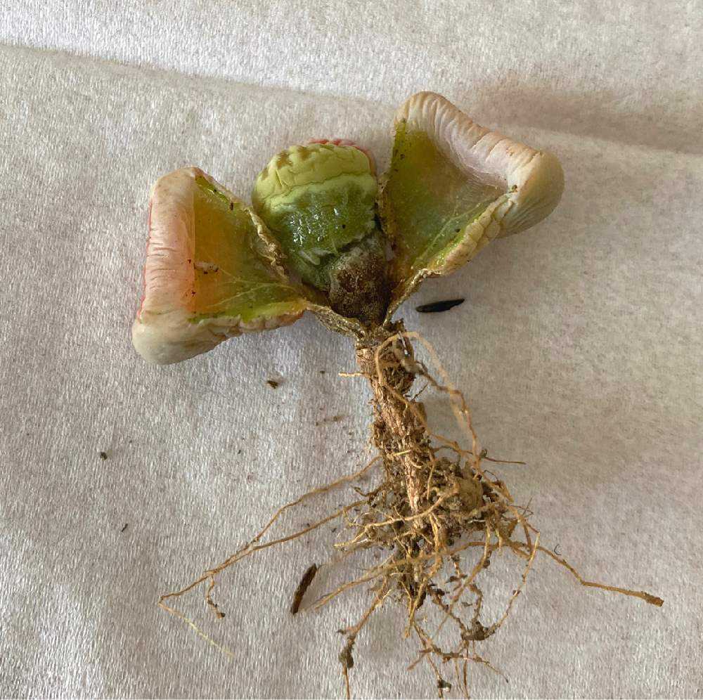 リトープス脱皮失敗 の記録 Greensnap グリーンスナップ