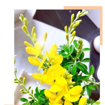 GSの皆々様に感謝❤️の画像 by coral pinkさん | 窓辺とヒメエニシダとGSの皆々様に感謝❤️といつもありがとう❣️と香りが強いとビタミンカラー✨と#おうちで飾る花　#おうち園芸とみんな大好き♡と黄色の花とエニシダ ♡