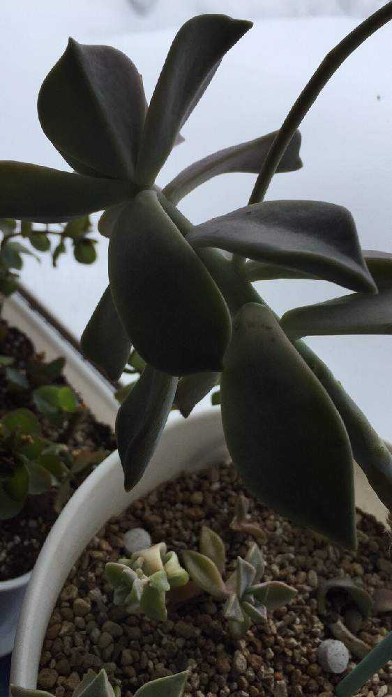朧月の葉挿しの赤ちゃんの成長観察👶｜🍀GreenSnap（グリーンスナップ）
