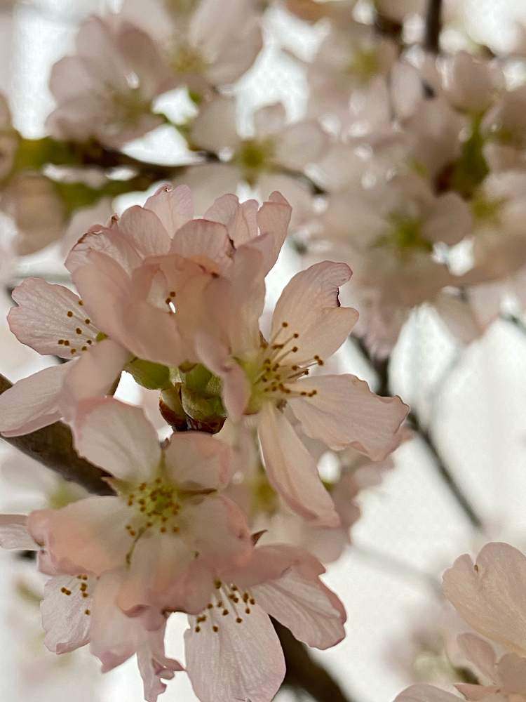 花の好きな人と繋がりたいの投稿画像 By Takaさん 桜満開とお花大好き とドライフラワー にする とキレイ と家の中と薄いピンクとさくら 桜 サクラと乾燥させますとレカンフラワーにしますと花のある暮らしとお花のある生活と春だなぁ 21月3月7日 Greensnap