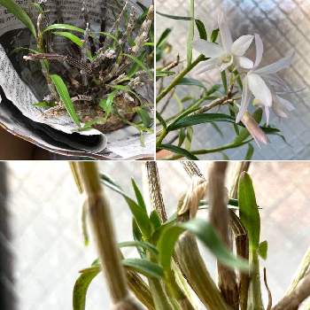 石斛の投稿画像一覧 Greensnap グリーンスナップ