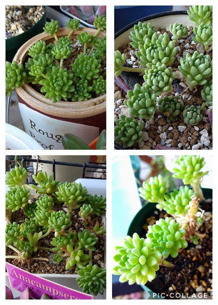 ウインクレリーの今までの成長の変化を振り返って、これからも見守る