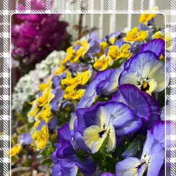 密植の画像 by もみじさん | 小さな庭とビオラと幸せとお庭の草花とビオラ・パンジーと寄せ植えと簡単にできる！ガーデニング寄植えとお家大好きとおうち園芸とありがとうと全部GSのせいだと小さな小さな庭と花のある暮らしと紫の花とおうちで自然を感じると密植