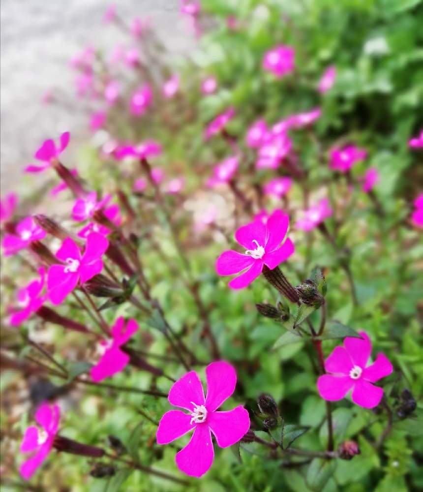 乙女ピンクの投稿画像 By もんもんチャンさん キュンキュン乙女倶楽部とツルコザクラの花と21桃色吐息 とナデシコ科 と車庫とピンクパンサーのシレネとシレネ カロリアナと乙女ピンクとキュンキュン乙女倶楽部とツルコザクラの花と21桃色吐息とナデシコ科 とピンク