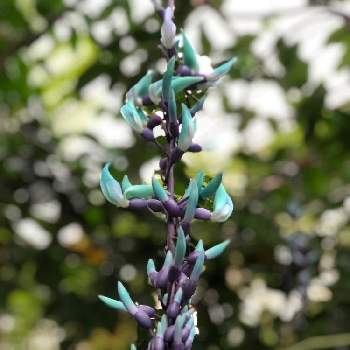 不思議植物の投稿画像一覧 Greensnap グリーンスナップ