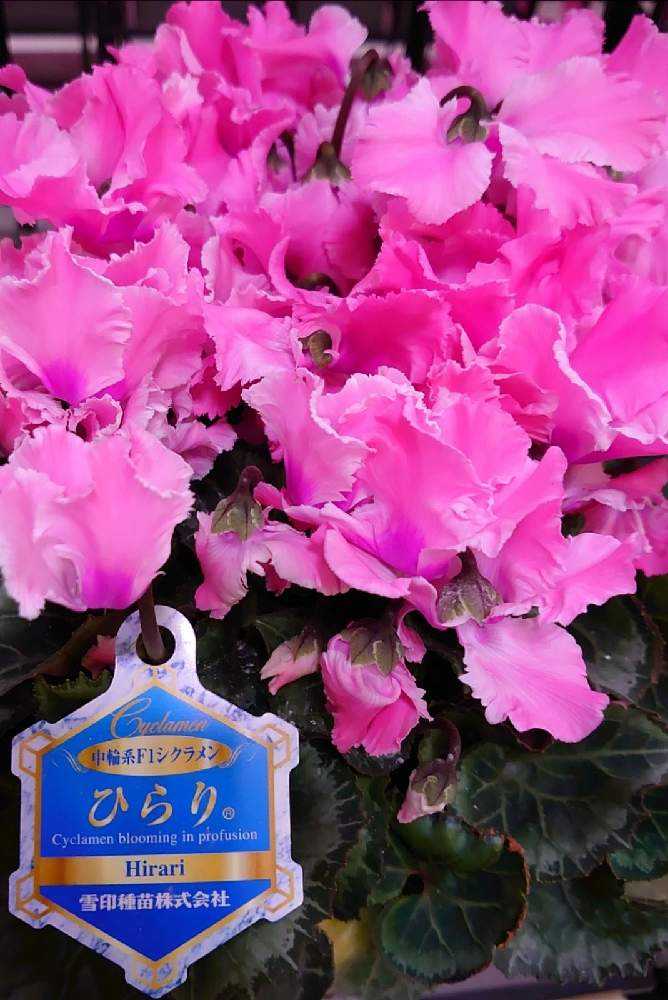 みんなのシクラメン図鑑 2021.3.14|🍀GreenSnap(グリーン みんなのシクラメン図鑑 2021.3.14|🍀GreenSnap(グリーン