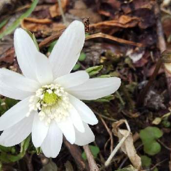 菊咲一華 キクザキイチゲ の投稿画像一覧 Greensnap グリーンスナップ