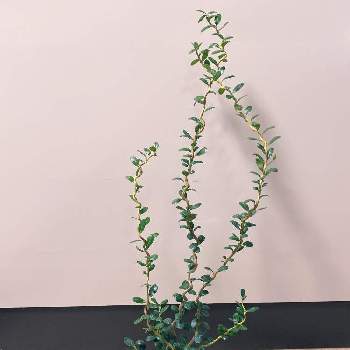 雲龍ツゲ スパイラルドラゴンの投稿画像一覧 Greensnap グリーンスナップ 雲龍ツゲ スパイラルドラゴンの投稿画像一覧 Greensnap グリーンスナップ