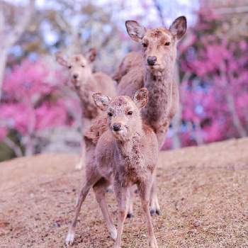 奈良公園の鹿の投稿画像一覧 Greensnap グリーンスナップ