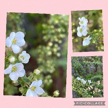 ユキヤナギ♡の画像 by ひろみさん | 広い庭とユキヤナギ♡と今日の庭の花♡