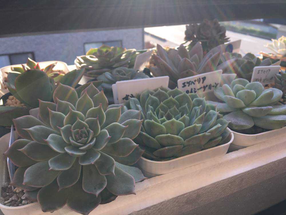 オウンスローの成長記録｜🍀GreenSnap（グリーンスナップ）