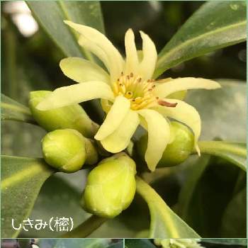 樒の投稿画像一覧 Greensnap グリーンスナップ