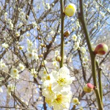 梅の花 白の投稿画像一覧 Greensnap グリーンスナップ