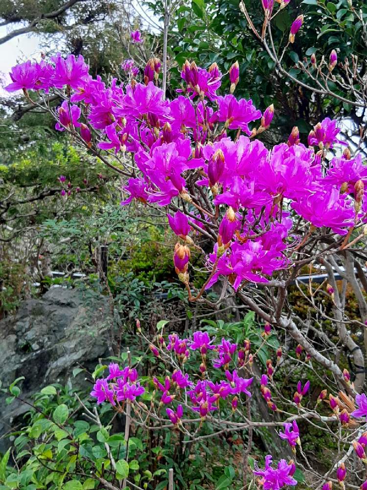 ミヤマツツジの投稿画像 By Kiyoさん 小さな庭 21月3月8日 Greensnap グリーンスナップ Greensnap グリーンスナップ