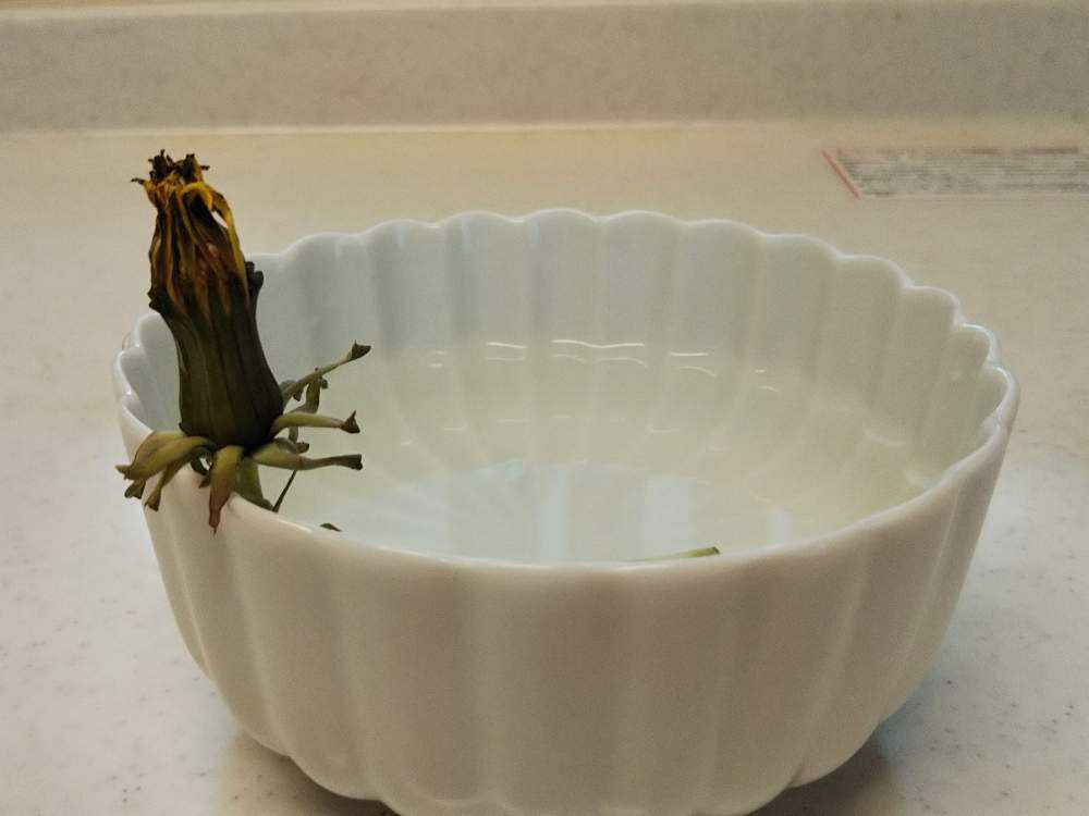 タンポポの綿毛の不思議 Greensnap グリーンスナップ