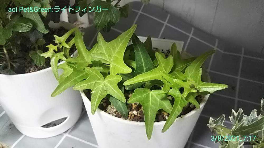 ヘデラこれくしょ～ん♪｜🍀GreenSnap（グリーンスナップ）