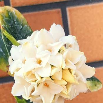 沈丁花の白花の画像 by decoさん | 沈丁花の白花と良い一日を…とおうち園芸