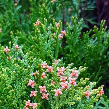 コノテガシワ の投稿画像一覧 Greensnap グリーンスナップ