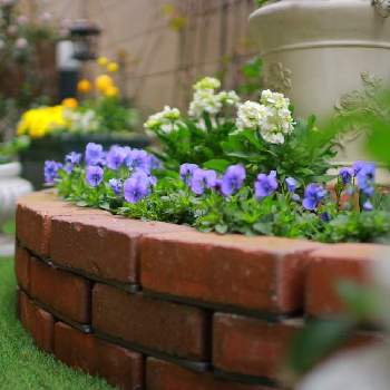 ビオラ ビビ クリアライトブルーの投稿画像一覧 Greensnap グリーンスナップ