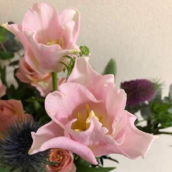 チューリップ クラウンオブダイナスティの投稿画像一覧 Greensnap グリーンスナップ