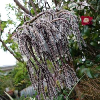 リプサリス ホリダの投稿画像一覧 Greensnap グリーンスナップ