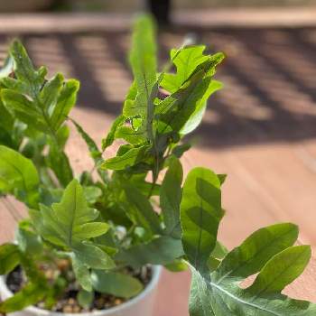 フレボディウム アウレウム