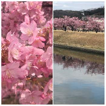 春よ、こいの画像 by みらんさん | お出かけ先とお散歩便りと和花loveとおうち園芸と春よ、こいと四季を楽しむと花のある暮らしと 河津桜