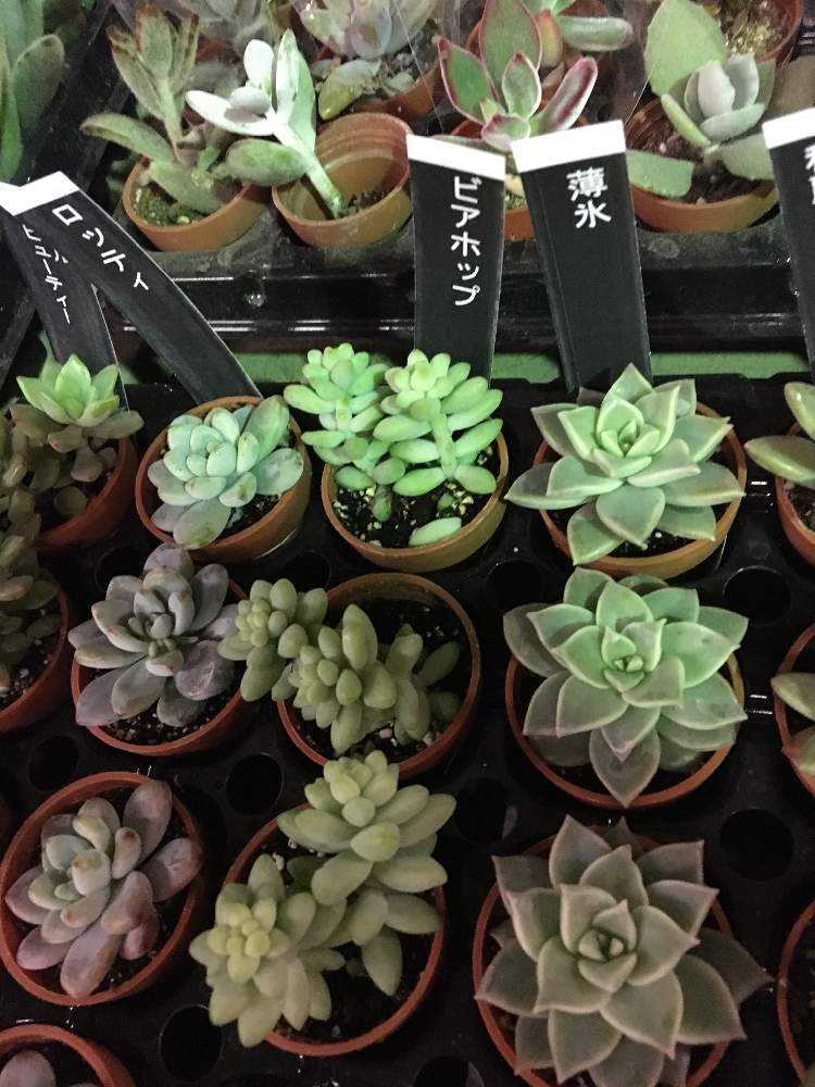 3 ビアホップ Greensnap グリーンスナップ