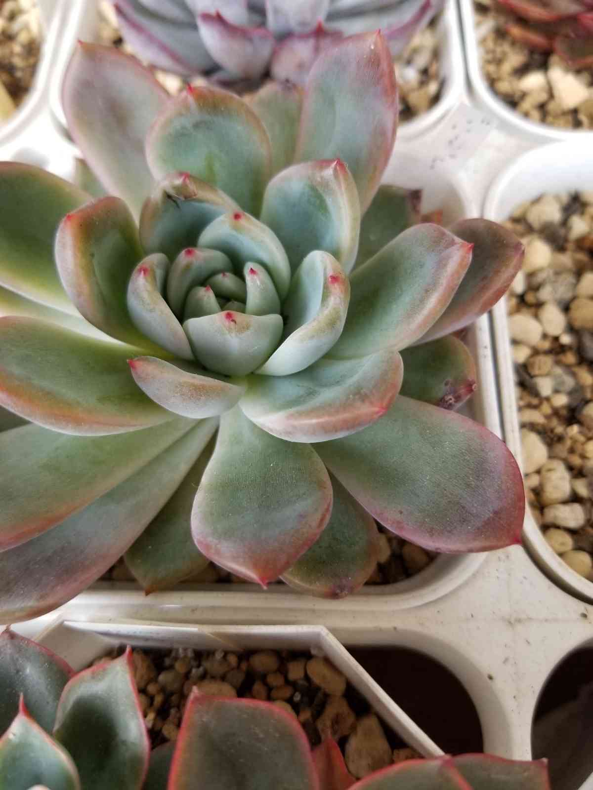 多肉植物 ブルーシャトー 抜き苗 エケベリア ブルーシャトー