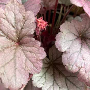 ヒューケラ ドルチェ Proven Winners Pw ガーデニング 園芸 花苗 低木 多肉植物 花 植物