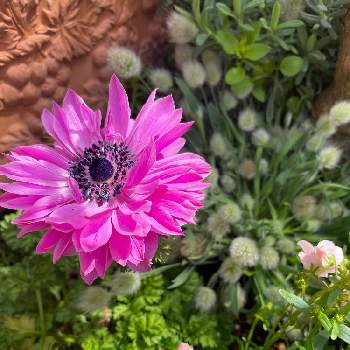 かだんの花の画像 by cogiさん | エントランスと玄関前とかだんの花
