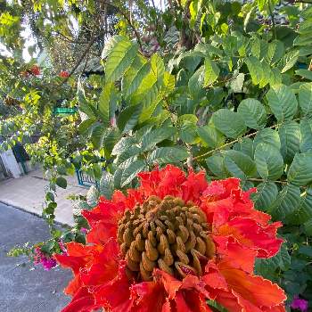 カエンボクの画像 by ebi_cnxさん | エクステリアとカエンボクと花のある暮らしと南国植物と植中毒とトロピカル