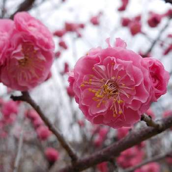八重咲き梅の投稿画像一覧｜🍀GreenSnap（グリーンスナップ）
