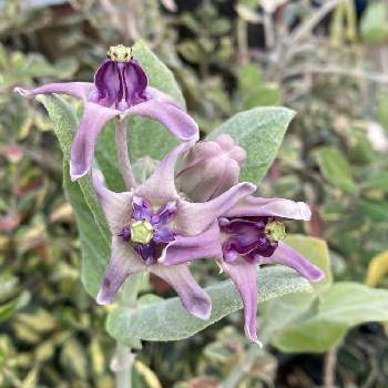 クラウンフラワーの投稿画像一覧 Greensnap グリーンスナップ