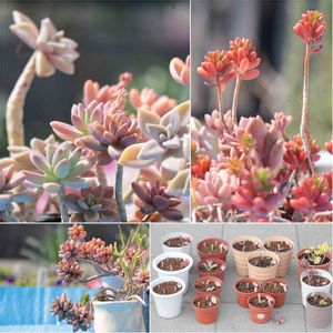 多肉,多肉植物いろいろ,多肉植物,鉢植え,多肉寄せ植えの画像
