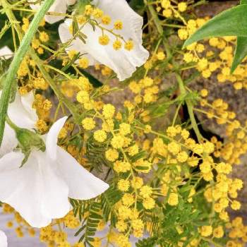 ミモザの花の画像 by トッコさん | お出かけ先とお花大好きとアカシアの花とホテルのロビーと散歩とミモザの花と黄色の花