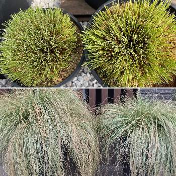 グラス類の投稿画像一覧 Greensnap グリーンスナップ