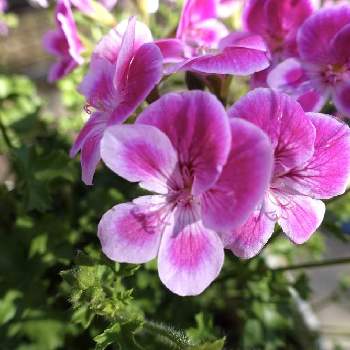 小さいお花の集まりの画像 by リッキーさん | ペラルゴニウムと自宅の庭とおうち園芸とお花に癒される日々と小さいお花の集まり