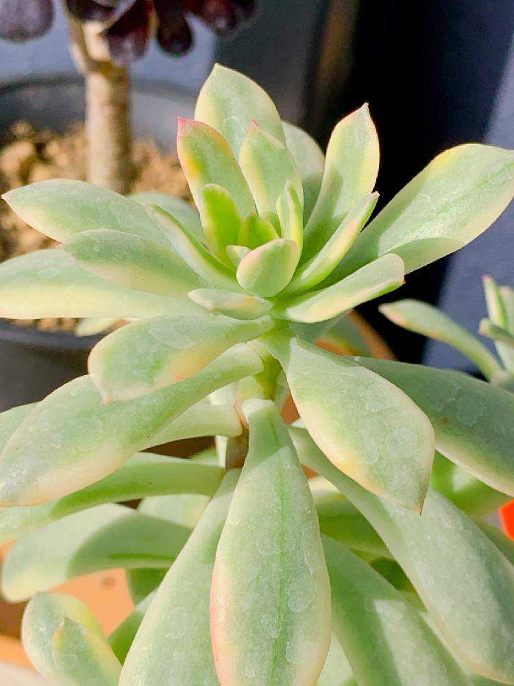ミニベル錦の成長記録｜🍀GreenSnap（グリーンスナップ）