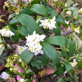 沈丁花の白花の画像 by ミチさん | 小さな庭と花のある暮らしと沈丁花の白花と温かい気持ち♡とミッチの会