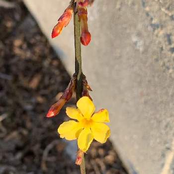 黄梅の育て方 挿し木や剪定の時期と方法は Greensnap グリーンスナップ