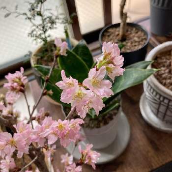 家でお花見の画像 by SAORIさん | 部屋と啓翁桜とレースのカーテン越しと家でお花見とリビングとリビングルームと可愛いとリビング窓辺とさくら