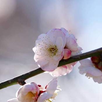 梅 思いのままの投稿画像一覧 Greensnap グリーンスナップ